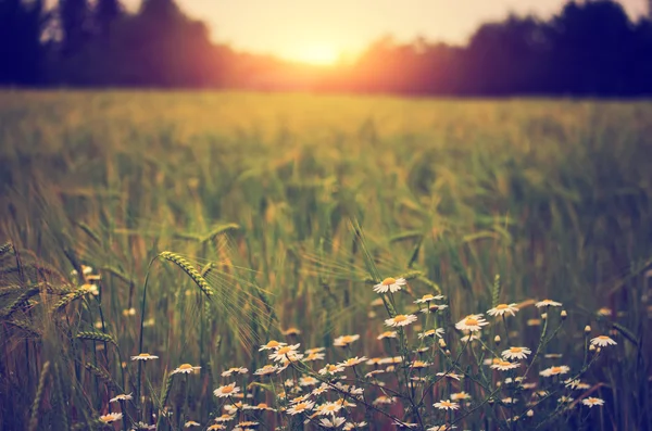 Daisy flowers on wheat field — Stock Photo, Image