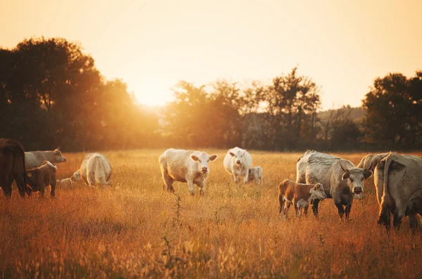 Vacas pastando en el prado — Foto de Stock