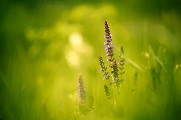Salvia nemorosa de perto — Fotografia de Stock
