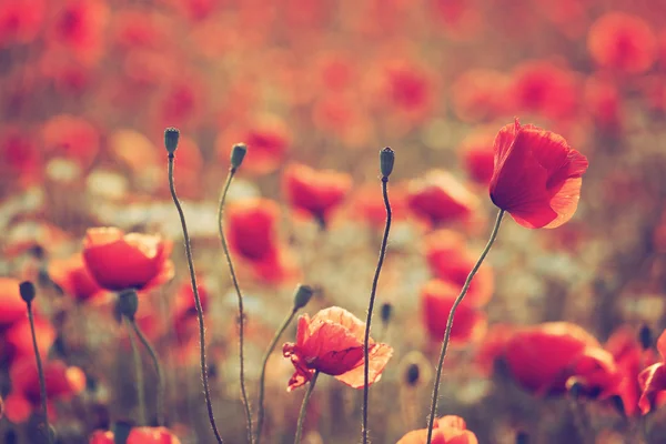 Red Poppy field — Stock Photo, Image