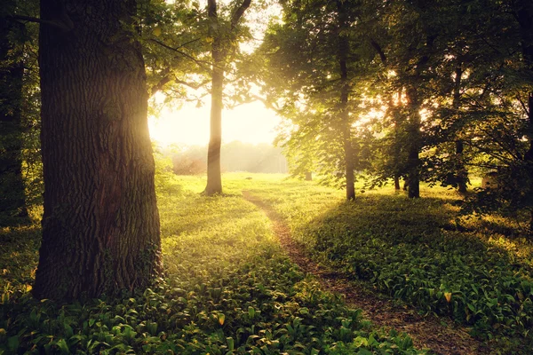 Zonlicht op groen bos — Stockfoto