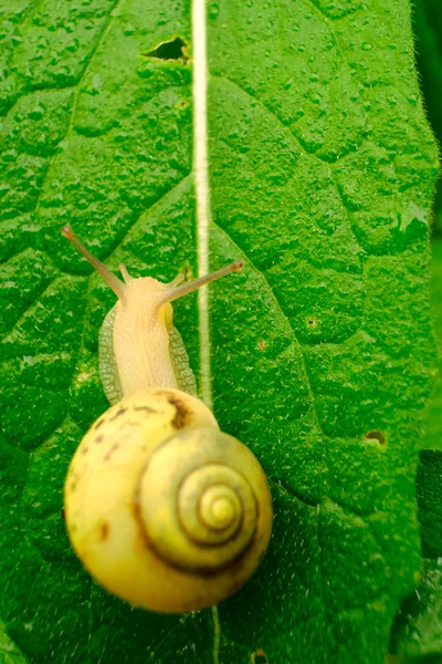 Snail on the green leaf — Stock Photo, Image