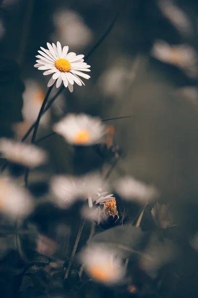 Chamomile flowers macro — 图库照片