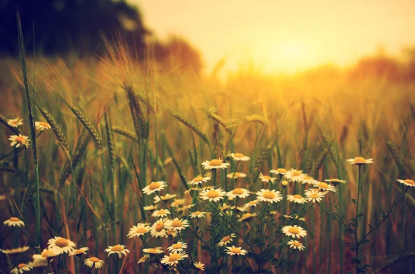 Daisy blommor på vete fält — Stockfoto