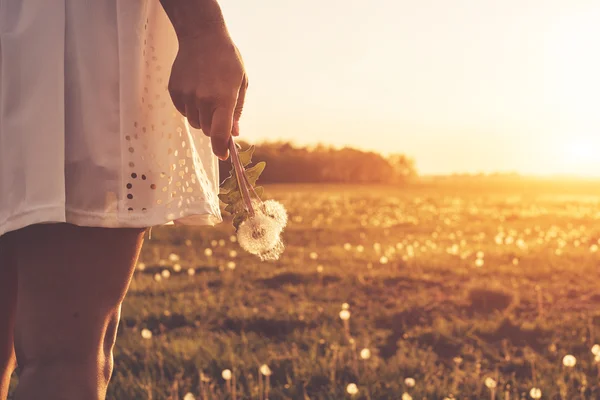 Paardebloem in vrouw hand — Stockfoto