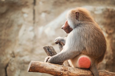 Dallar Baboon siitng