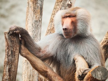 Baboon siitng on branches clipart