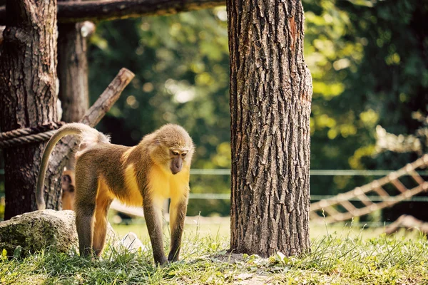 Mangabey de barriga dourada na grama verde — Fotografia de Stock