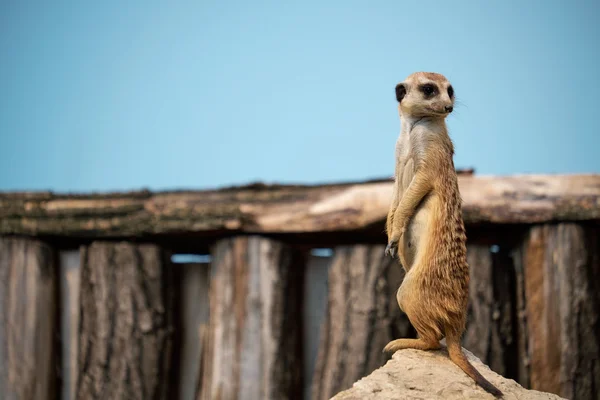 Meerkat de pie sobre piedra — Foto de Stock