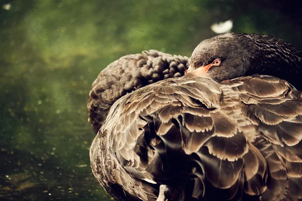 Zwarte zwaan verbergen snavel — Stockfoto