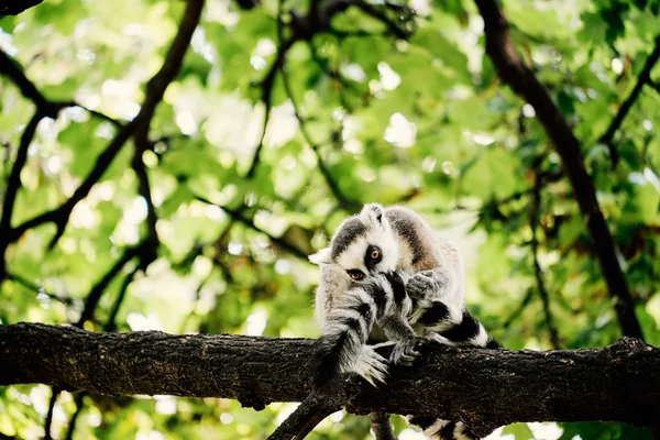 Lemur sedí na stromě — Stock fotografie