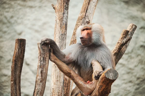 Siitng babuíno em ramos — Fotografia de Stock