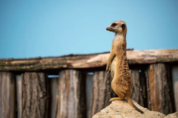 Meerkat em pé sobre pedra — Fotografia de Stock
