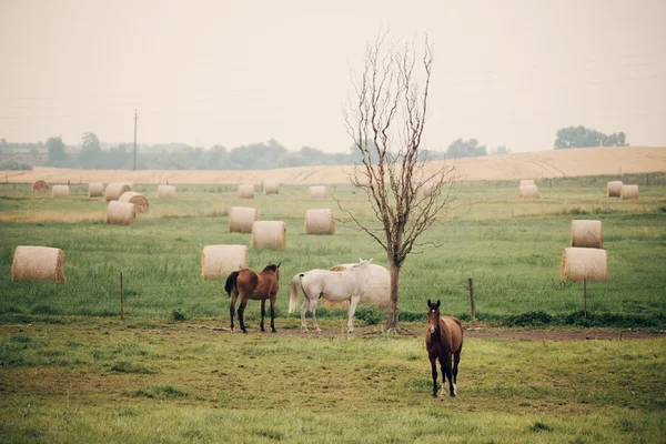 Koně na pastvině zelených, venkovské — Stock fotografie