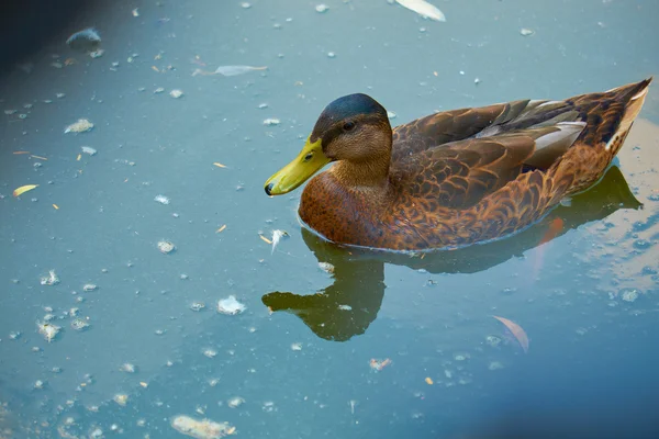 Canard coloré sur l'eau — Photo