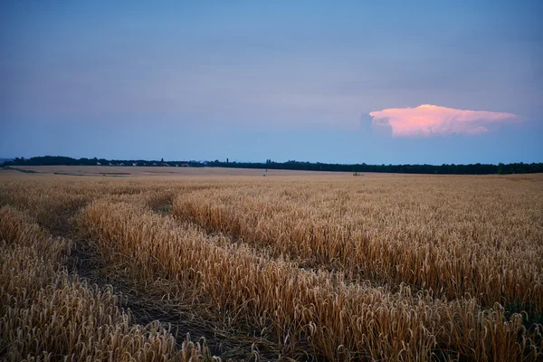 Buğday alanın panoramik görünüm — Stok fotoğraf
