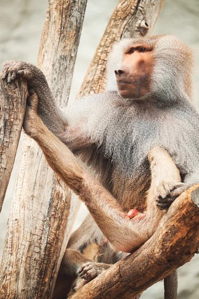 Siitng babuíno em ramos — Fotografia de Stock