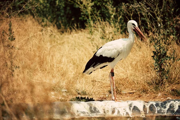 Cegonha com bico aberto — Fotografia de Stock