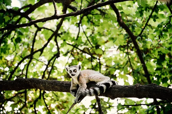 Maki zittend op boom — Stockfoto