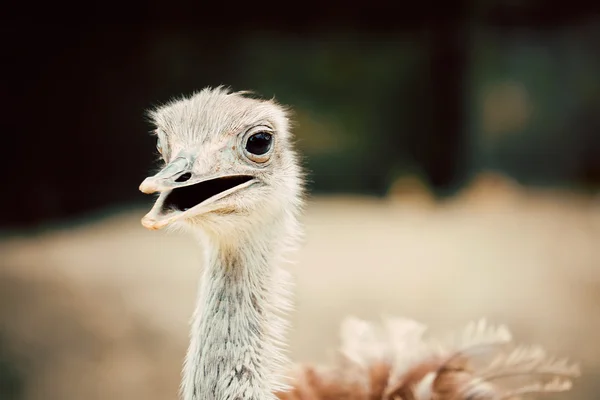Baby struisvogel hoofd close-up — Stockfoto