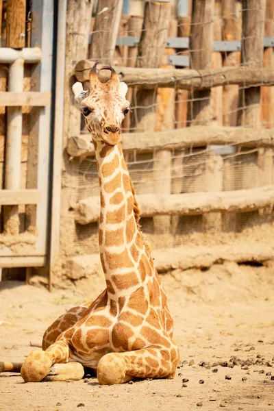 Carino giraffa bambino — Foto Stock
