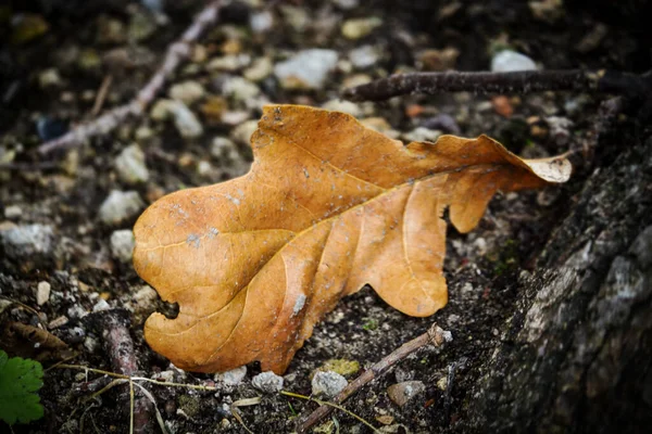 黄褐色的干橡木叶 用石子和小枝条铺在地上 — 图库照片