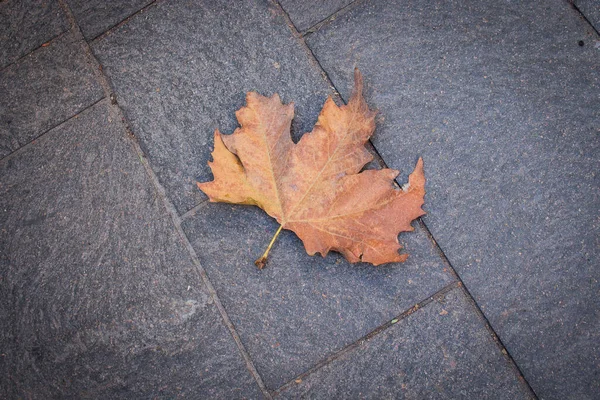 Big Brown Maple Autumn Leaf Lying Gray Tile Paved Road — Stock Photo, Image