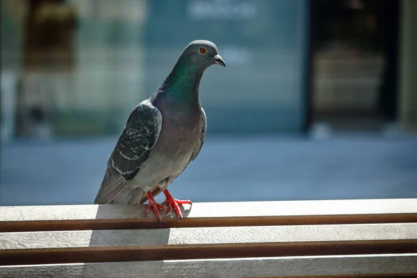 Duva Sitter Trä Planka Bänk Blå Suddig Urban Bakgrund — Stockfoto