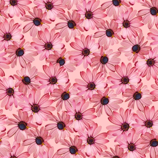 Floral Roze Gazania Naadloos Patroon Zwarte Achtergrond — Stockfoto