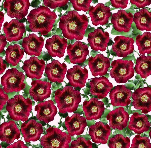 Цветы Голливудского Маруна Стемневым Цветочным Узором — стоковое фото