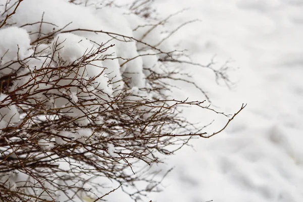 Темные Ветви Изгороди Листьев Белом Снежном Фоне Зимой — стоковое фото