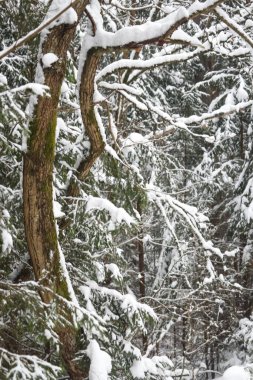 Orman çam ağaçlarının kış manzarası