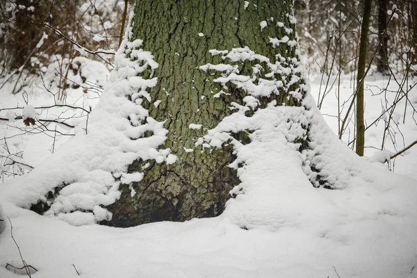 Ogromne Dno Pnia Drzewa Widocznymi Korzeniami Pokrytymi Śniegiem Lesie — Zdjęcie stockowe