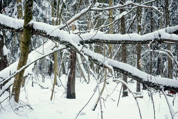 Winter Landscape View Fallen Forest Tree Tree Branches Covered Snow — Stock Photo, Image