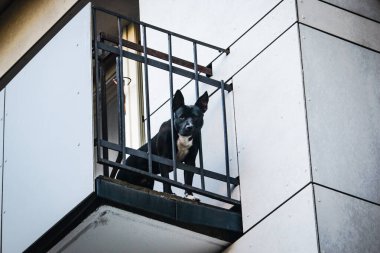 Beyaz binanın balkonunda aşağı bakan siyah köpek.