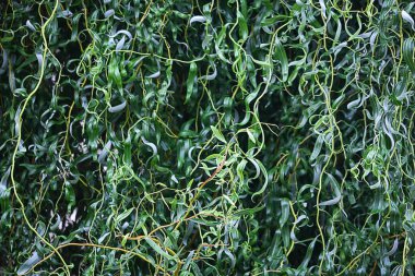 Soluk yeşil uzun yapraklar bitki tam ekran doğa arka planı