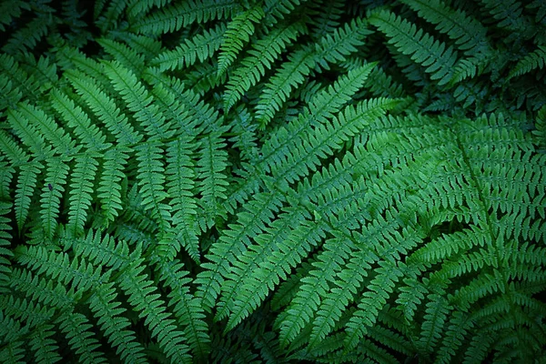 Samambaia verde fundo brilhante com vinheta escura — Fotografia de Stock