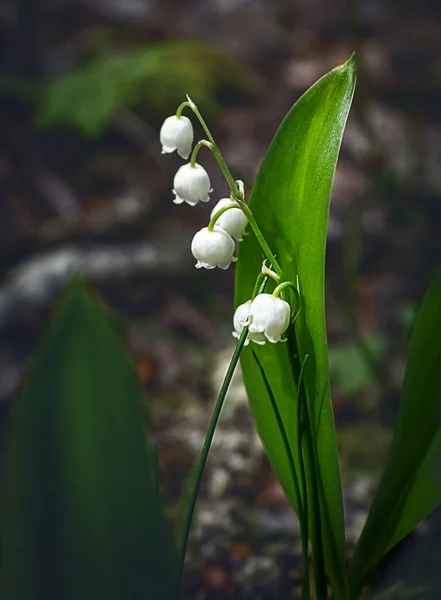 Lilly do vale pequenas flores brancas sutis em fundo marrom escuro — Fotografia de Stock