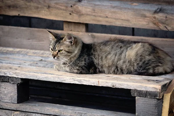 Коричневий кіт лежить на дерев'яній дошці на вулиці. — стокове фото