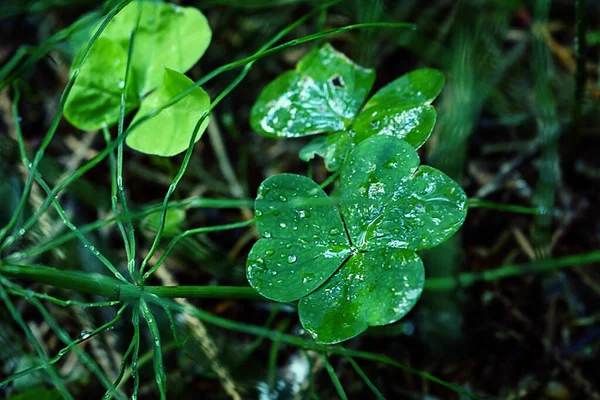 Våt klöver shamrock växer i grönt gräs — Stockfoto