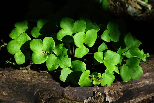 Grüne Ranunkelblätter über alten Baumstamm im Wald — Stockfoto