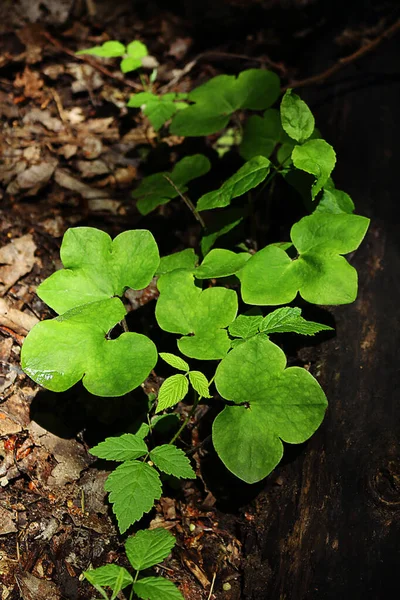 Gröna smörblomma blad över gamla bruna torra blad i skogen — Stockfoto