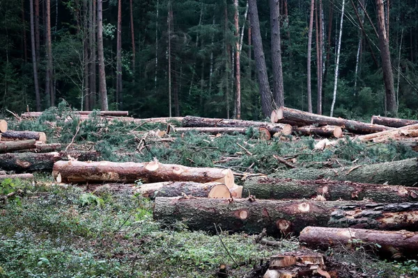 Tree trunks lying in forest after lumber works — Stock Photo, Image