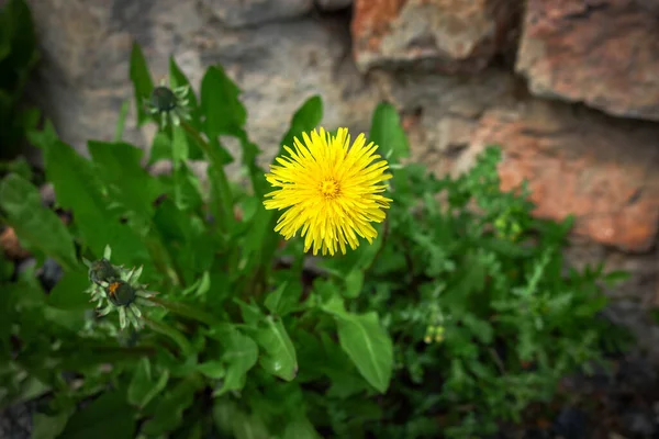 Sarı karahindiba kırmızı tuğla duvarın yanında yeşil çimlerde çiçek açıyor. — Stok fotoğraf