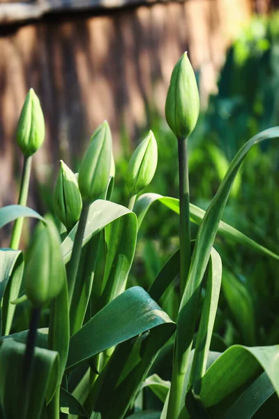 Closed green tulips buds and long leaves — Stock Photo, Image