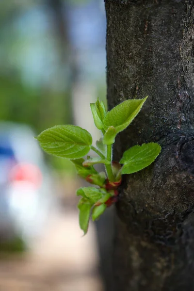 Rama verde joven creciendo en tronco de árbol — Foto de Stock