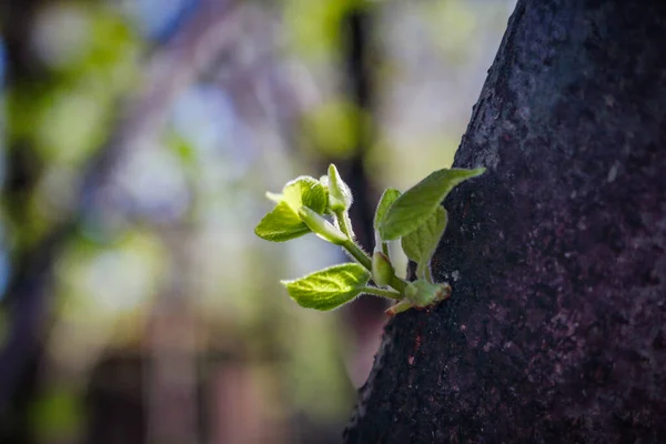 Rama verde joven creciendo en tronco de árbol — Foto de Stock