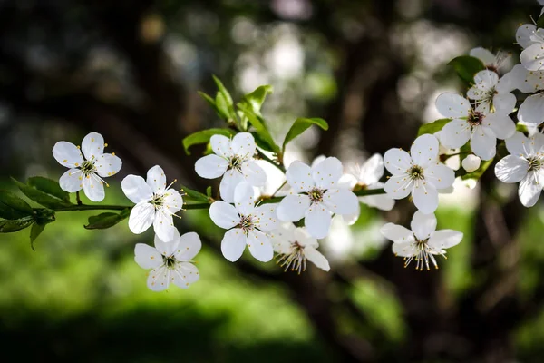 Blackthorn bílé malé květy kvetoucí na větvi na rozmazaném pozadí — Stock fotografie