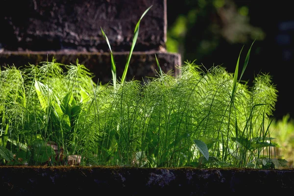 Mauvaise herbe à prêle verte près de la pierre tombale Images De Stock Libres De Droits