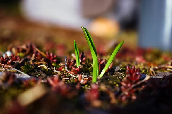 Jóvenes Zapatos Primavera Plantas Hojas Marrones Secas Suculentas Rojas — Foto de Stock